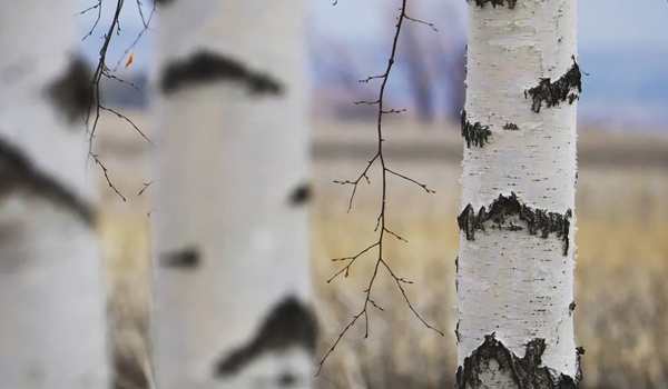 silver birch tree