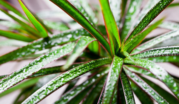 dragon plant care