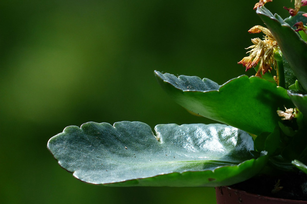 kalanchoe plant