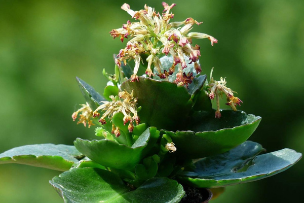 kalanchoe succulent