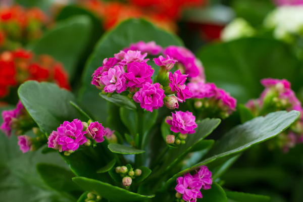 kalanchoe flower