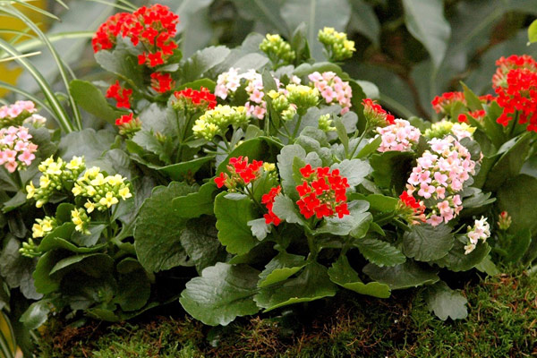 kalanchoe plant care