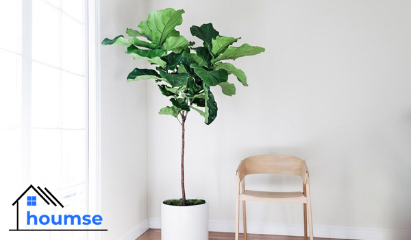 fiddle leaf fig tree indoor