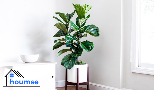 fiddle leaf fig care