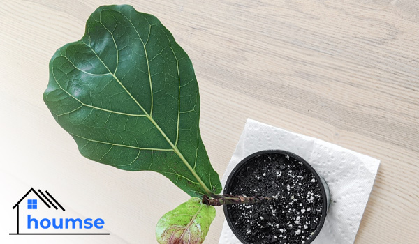 how to care for fiddle leaf fig