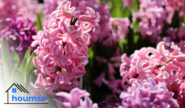 pink hyacinth