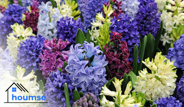 colorful hyacinth plants