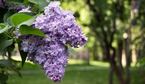 lilac bush