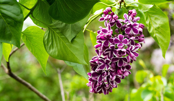 lilac flower