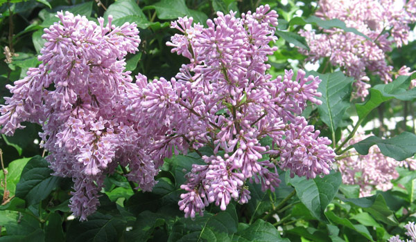 white lilac bush