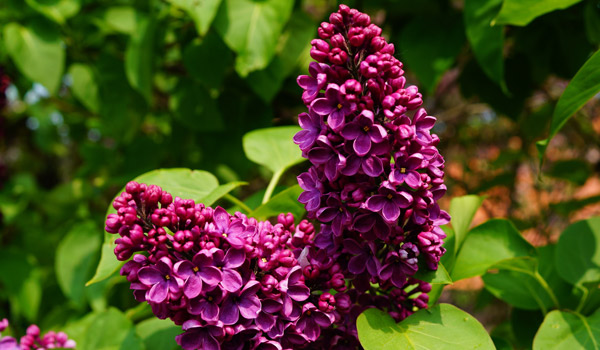 lilac plant