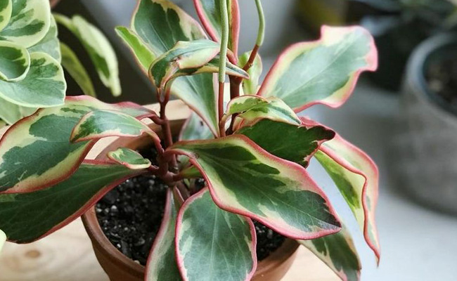 variegated peperomia