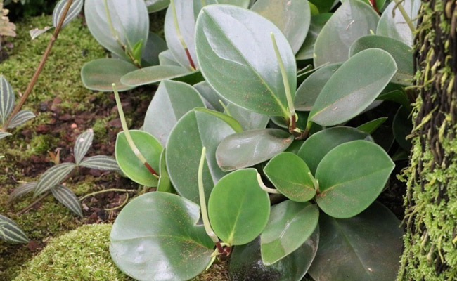 peperomia green