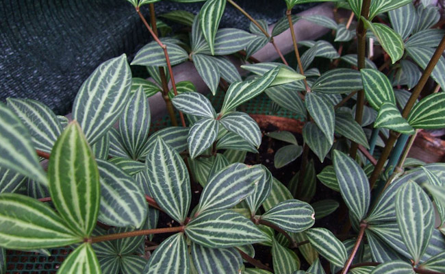 radiator plant