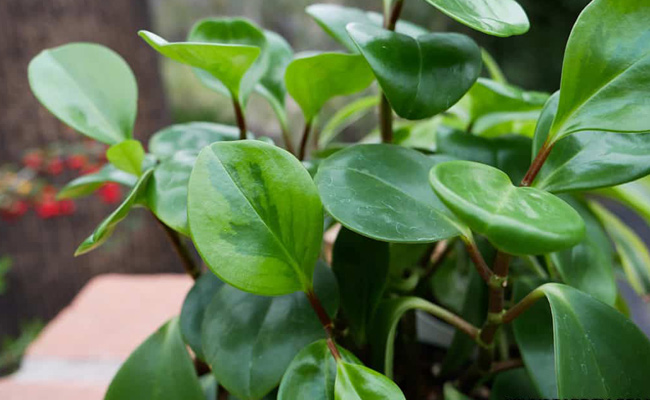 peperomia varieties