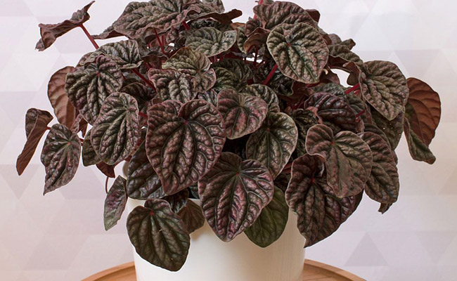 textured peperomia plant