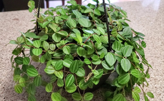 peperomia types