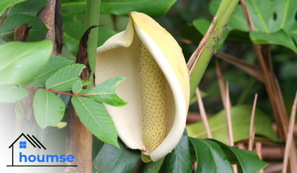 monstera plant flower