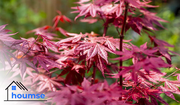 types of japanese maples