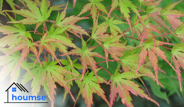 acer palmatum