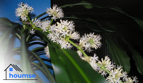 corn plant flower