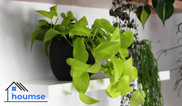 Pothos houseplant for beginers