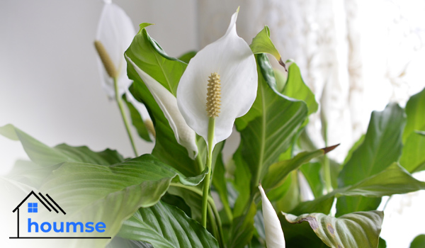 Peace Lily flowering houseplants for beginners