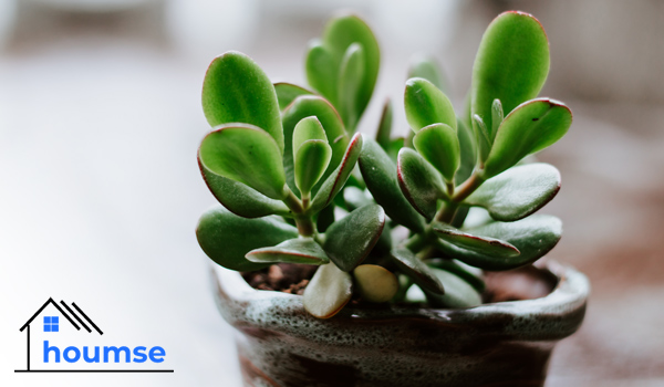 Jade Plant small indoor plants for beginners