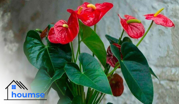 Red Anthurium flowering houseplants for beginners