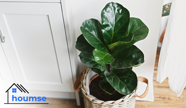 Fiddle Leaf Fig tall houseplants for beginners
