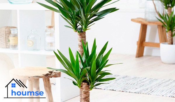 Elephant’s Foot tall houseplants for beginners