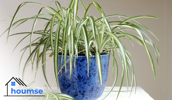 Spider Plant for beginners