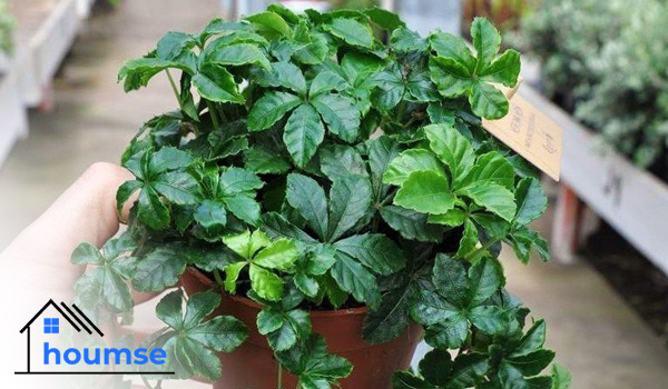 Cissus small indoor plants for beginners