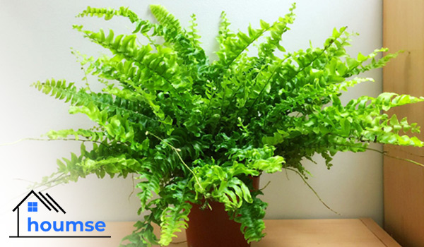 Ferns indoor plants for beginners