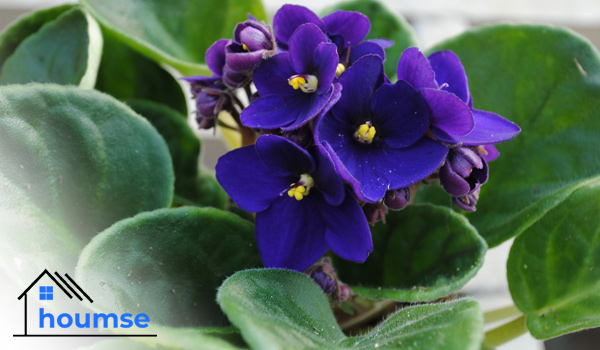 African Violet flowering houseplant for beginners