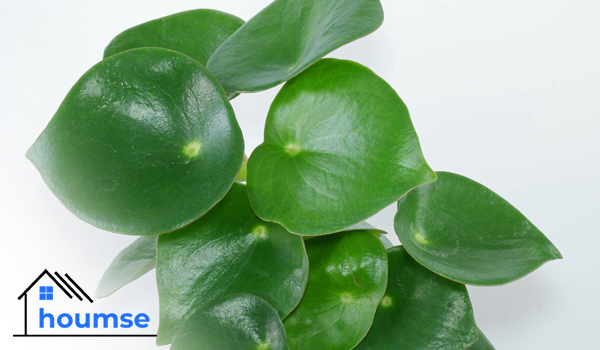 Peperomia Raindrop with easy care