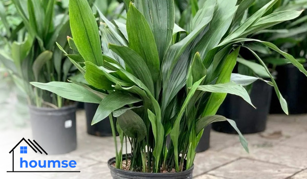 Cast Iron Plant tall houseplants for beginners