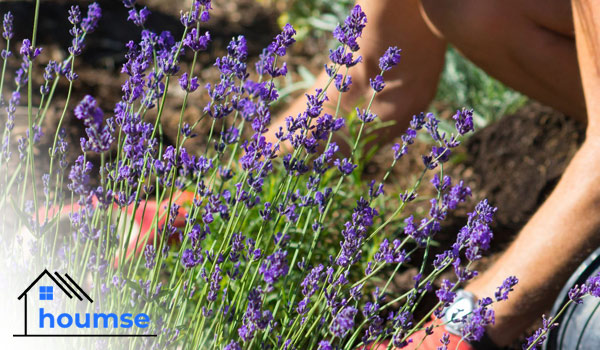 how to grow lavender flower