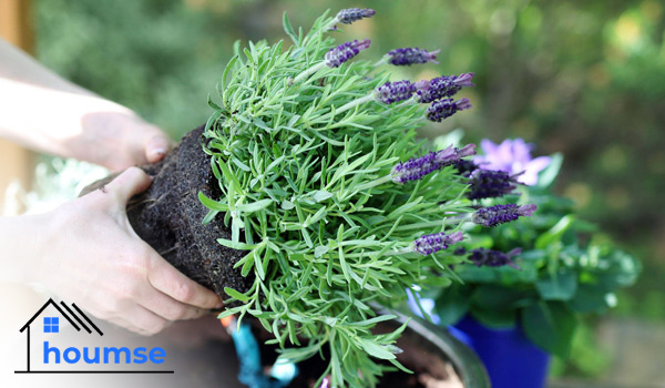 lavender plant care