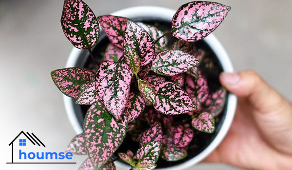 polka dot plant care