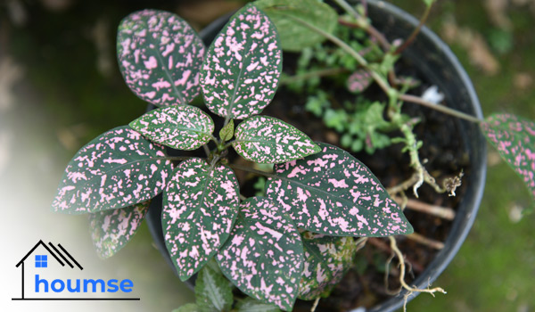 hypoestes plant care