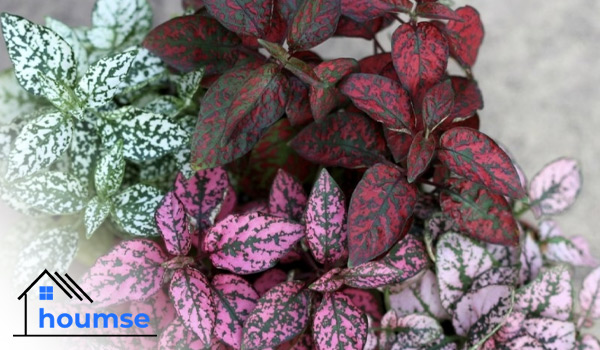 polka dot plant varieties