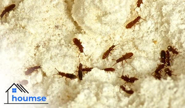 weevils in flour